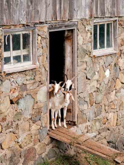 Happy goat farms make for happy goats.